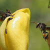 Stingless Bees