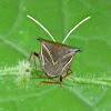Edessa Stink Bug