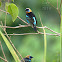 Golden-hooded Tanagers