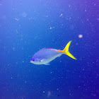 Yellow and Blueback Fusilier