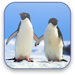 Penguins Free Video Wallpaper Apk