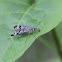 Scorpionfly