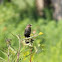 red winged blackbird female