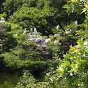 Great egrets and wood storks