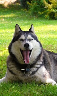 Best Dogs Wallpapers Screenshots 3