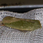 Cream-bordered Green Pea