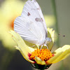 Checkered White Butterfly