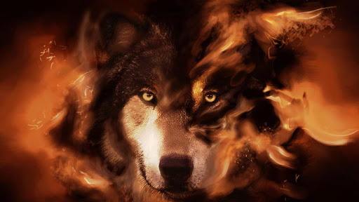 Wolf HD Live Wallpaper Animals