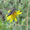 Cuckoo leafcutter bee (female)
