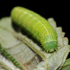 Speckled green fruitworm moth (larva)