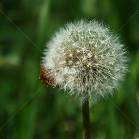 Dandelion by Doug & Coleen Walkey - Nature Up Close Other plants