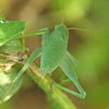 Round-headed katydid (nymph)