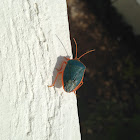 Turquoise Shield Bug