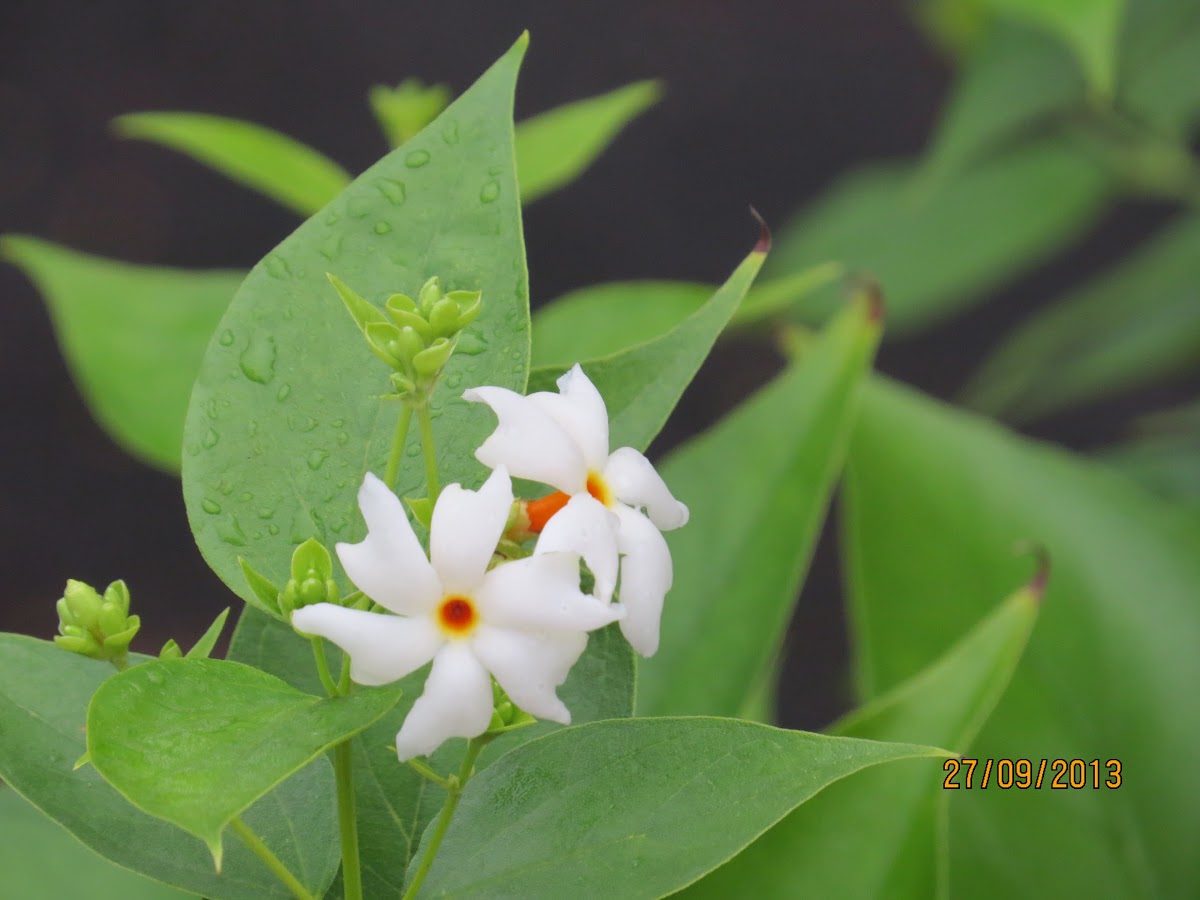 Night-flowering Jasmine or Shiuli or Har-shringar