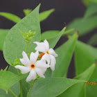 Night-flowering Jasmine or Shiuli or Har-shringar