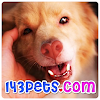 143pets Cute Videos