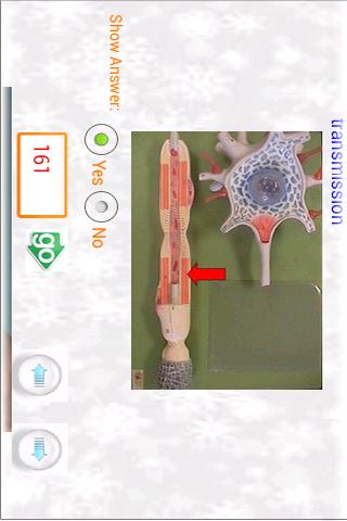 Anatomy of the Brain flashcard