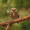 spotted owlet