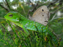 cute bunglon surai by Hendrata Yoga Surya -  