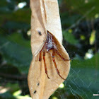 Leaf Curling Spider