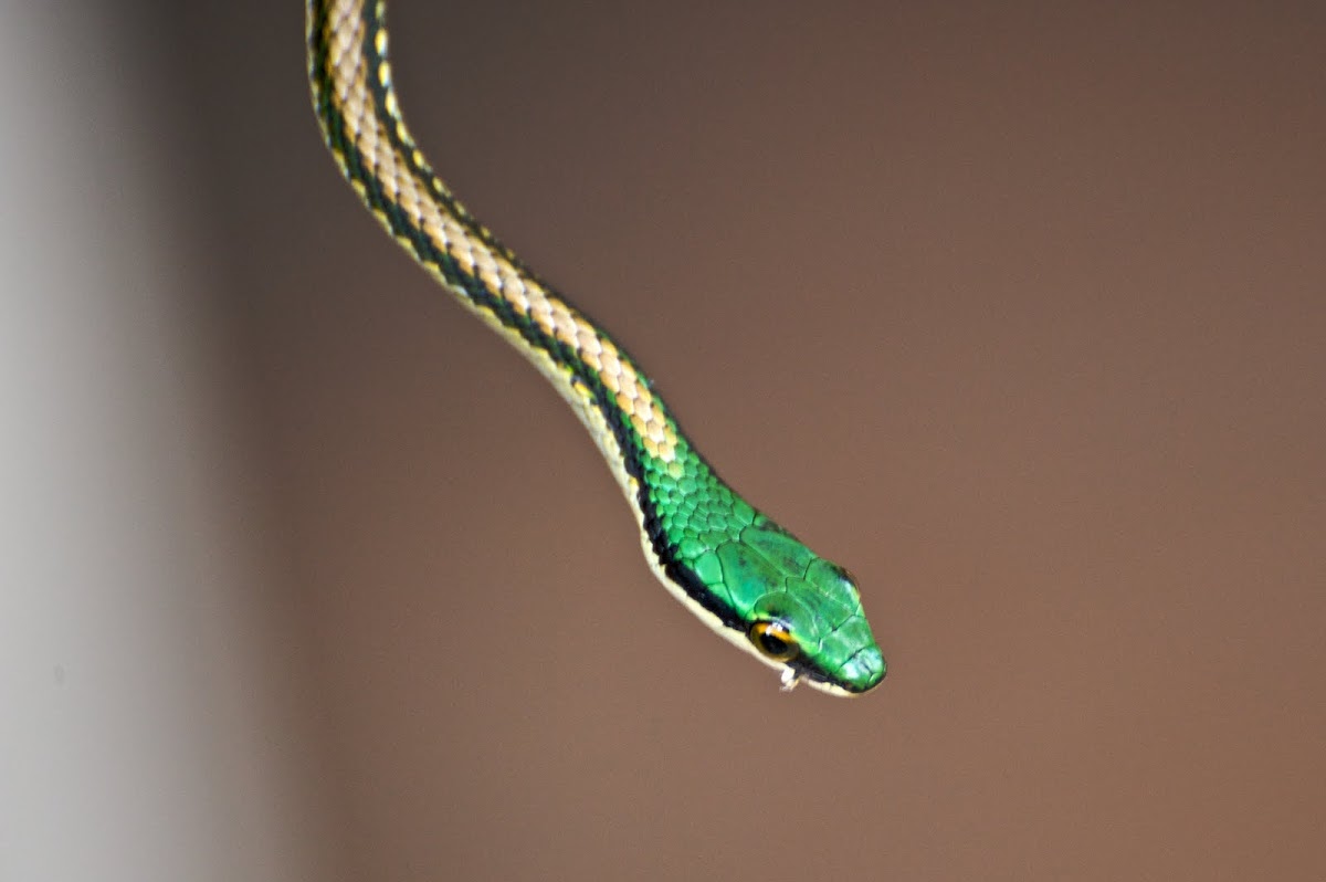 Mexican Parrot Snake