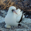 Nazca booby (brooding female)