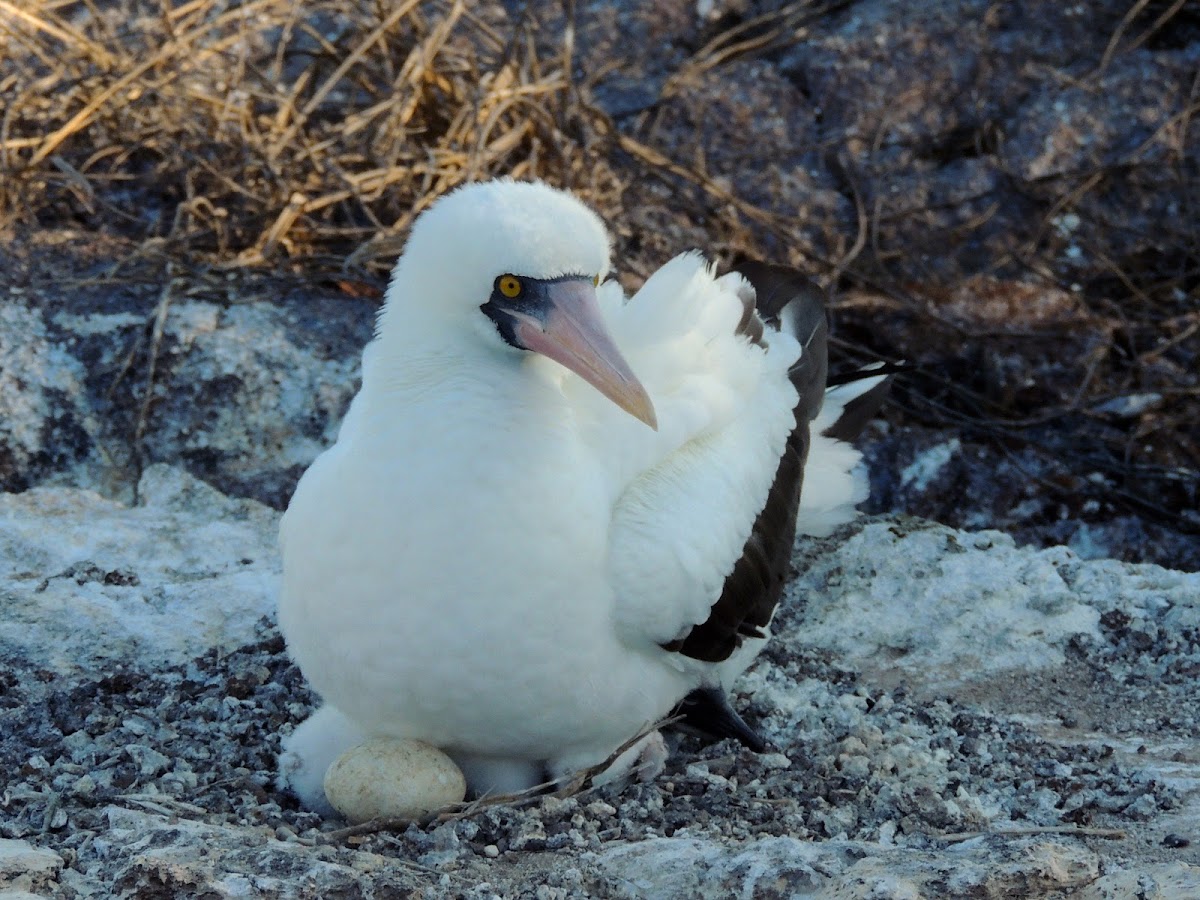 Nazca booby (brooding female)