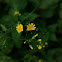 Wall hawkweed