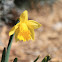 Daffodil