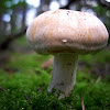Wood Mushroom (juvenile)