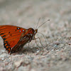 Gulf Fritillary