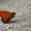 Gulf Fritillary