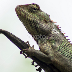 Oriental Garden Lizard by Sankar Singha - Animals Reptiles