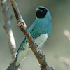 Swallow tanager  (male)