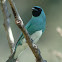 Swallow tanager  (male)