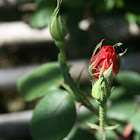 Rosebud