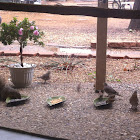 Fox Squirrel, White Winged Doves and Sparrows.