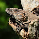 Black Spiny-tailed Iguana