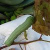 Vine Hawk Moth Caterpillar