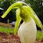 Pink lady's Slipper, white variety