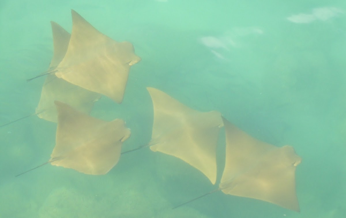 Golden Cownose Ray
