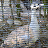 Male White-bellied Bustard