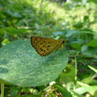 The Confucian Dart