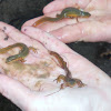 Red spotted newts