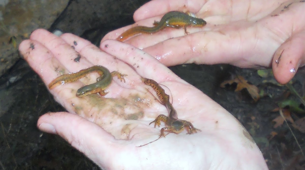 Red spotted newts
