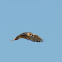 American Kestrel