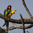 Plum-headed Parakeet (male)