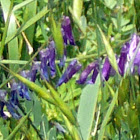 Common Vetch