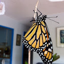 Monarch butterfly