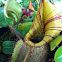 Tropical pitcher plant